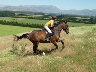 Enjoy riding well schooled horses